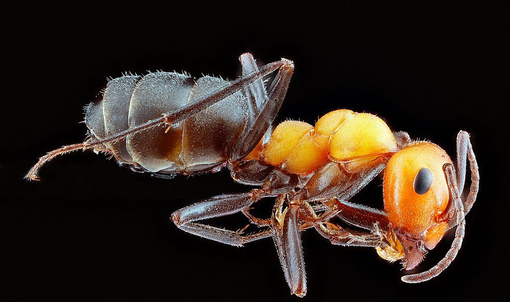 Ant Control service in Sheboygan, WI