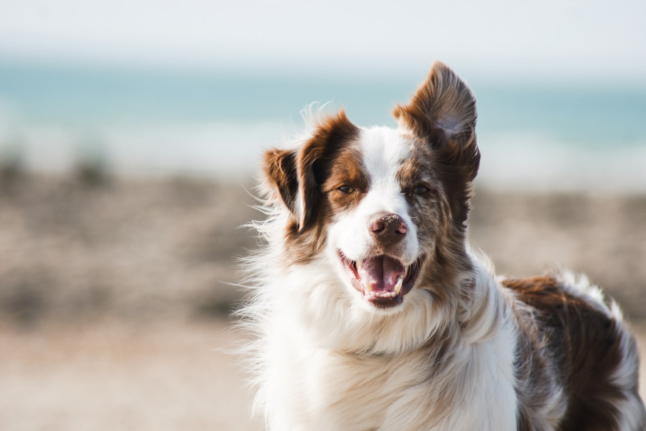 Flea & Tick Control service in Sheboygan, WI