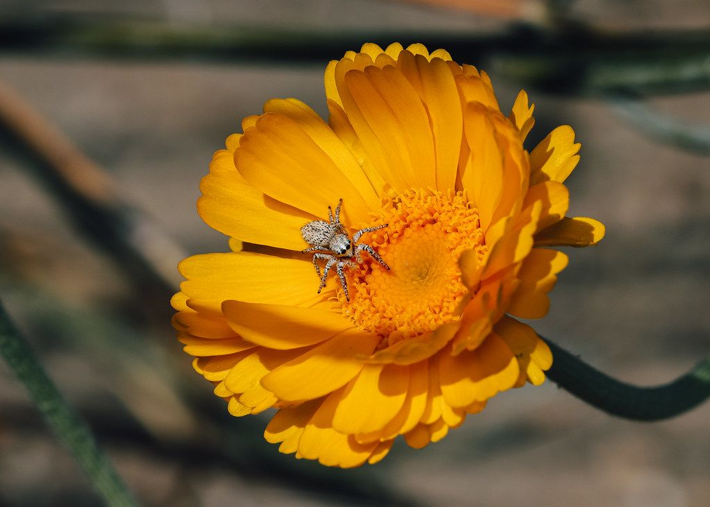 Spider Control service in Sheboygan, WI